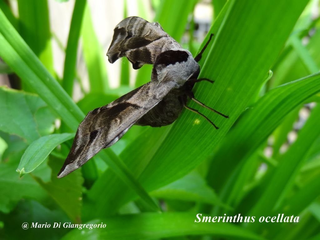 Smerinthus ocellata, femmina  (Sphingidae)